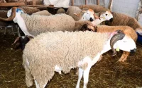 Le prix du mouton moins cher au Maroc qu'en Algérie