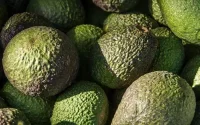 L'Israélien Mehadrin investit dans l'avocat au Maroc