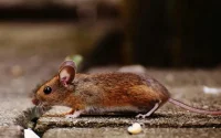 France : un rat interrompt l'intervention d'un député marocain à la radio