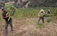 Al Hoceima, Chefchaouen et Taounate cultiveront légalement le cannabis