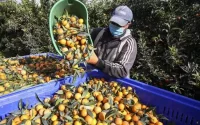 Le saisonniers marocains de retour en Corse