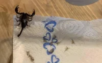 Suisse : une femme ramène un scorpion du Maroc dans ses bagages