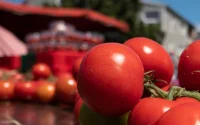 Tomate française : le combat perdu d'avance face au Maroc (vidéo)