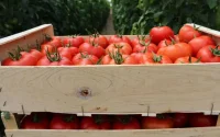 Espagne : les importations de tomate marocaine ont augmenté de 51 % en 5 ans