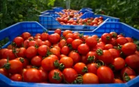 Espagne vs Maroc : la guerre des tomates s'intensifie