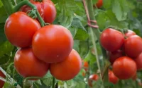 La production de tomate marocaine au Sahara inquiète l'Espagne
