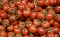 Des tomates marocaines interdites d'entrée en Russie