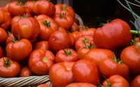 Une réforme des pesticides pourrait faire disparaître les tomates marocaines d'Europe