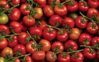 Tomates marocaines : La France avoue sa dépendance