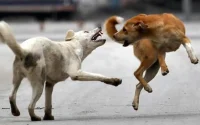 Maroc : une touriste suisse décède après une morsure de chien errant