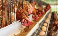 Flambée du prix du poulet au Maroc après l'allègement des mesures Covid