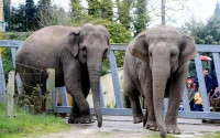 Zoo de Casablanca : la réouverture qui fâche